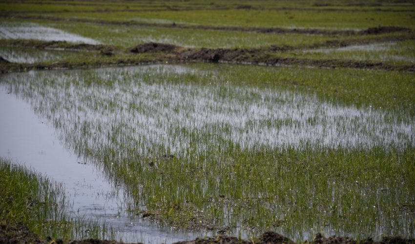 Facilita gobierno del estado sembradoras a productores de arroz