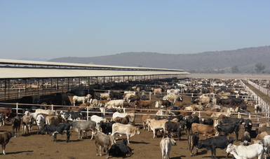 Ganaderos locales son apoyados por Desarrollo Rural ante la apertura de la frontera