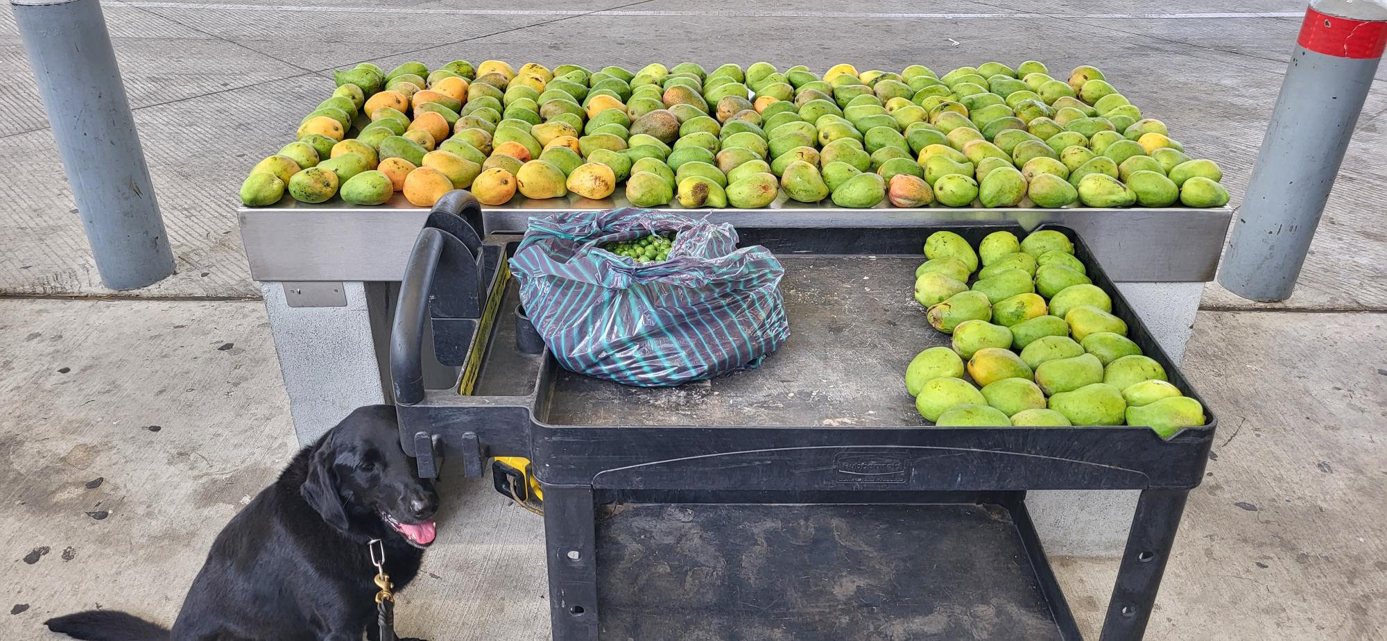 Decomisan en puente fruta prohibida para su importación a EU