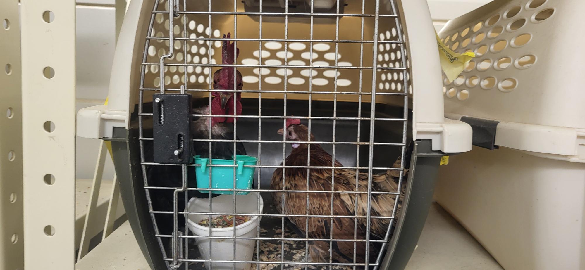 Chinches y pollos vivos, además de huevo, frutas y carne son decomisados en puente internacional