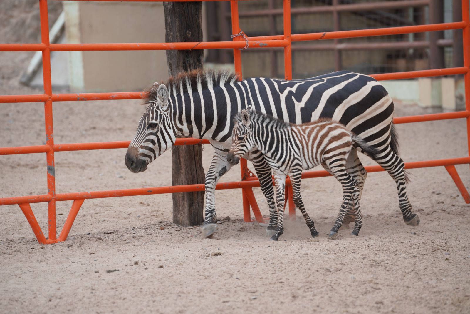 Nace cría de cebra en el zoológico