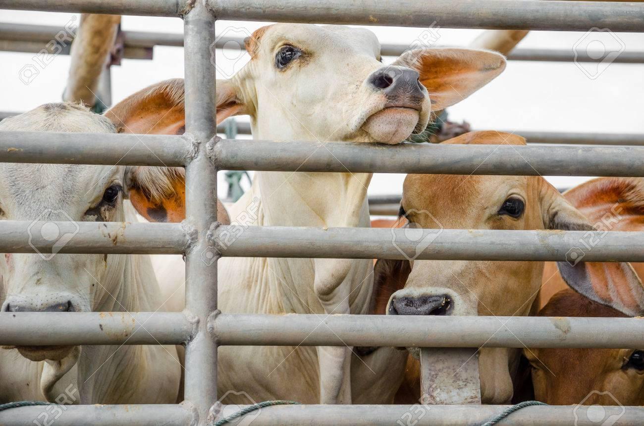 Entra Nuevo Laredo a la carrera de los cortes finos de carne con nuevo negocio