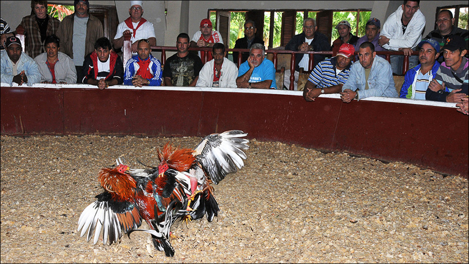 Peleas de gallos clandestinas, mezcladas con narcomenudeo