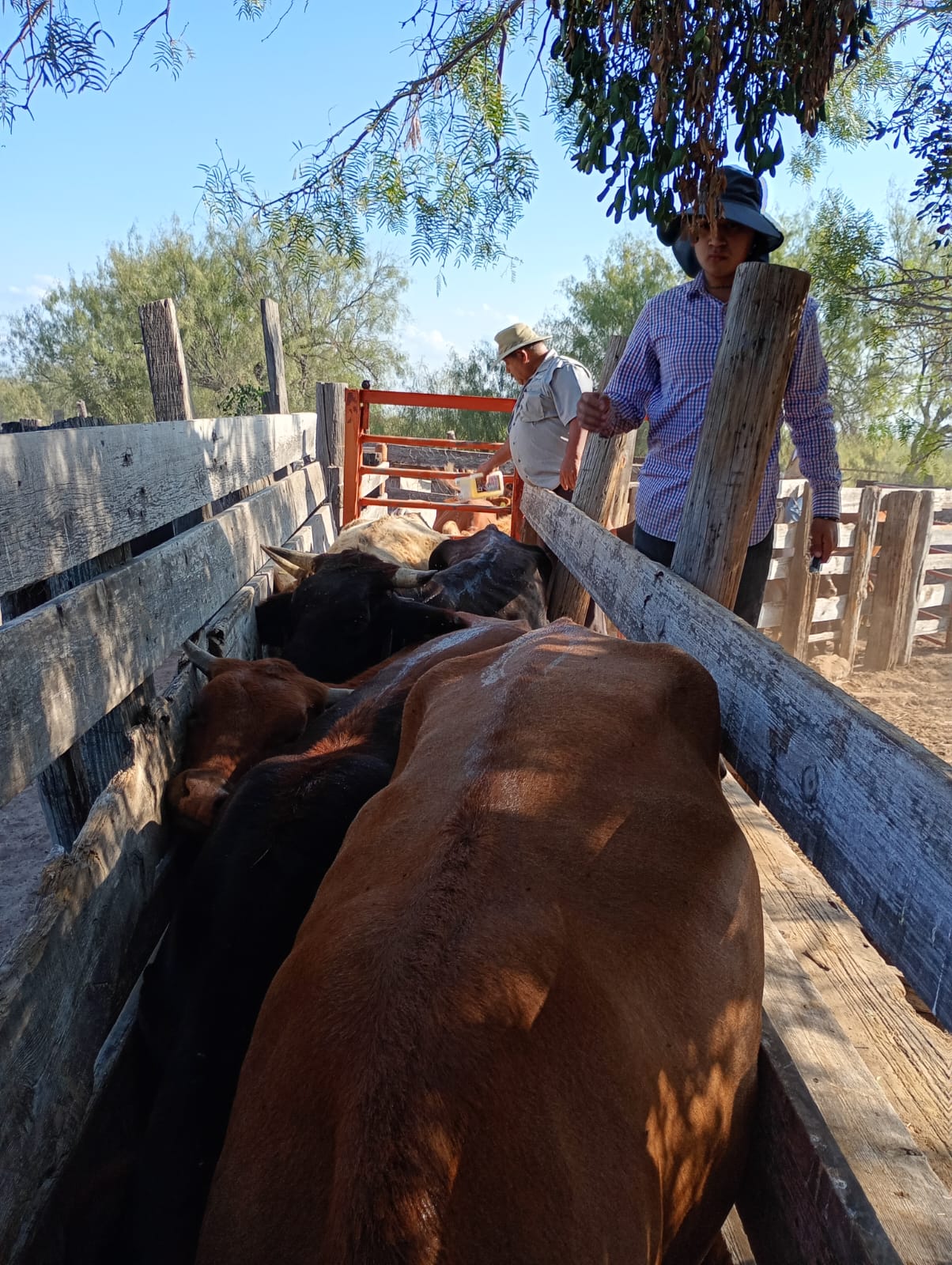 Sigue campaña gratuita de Ivermectina en apoyo al sector ganadero