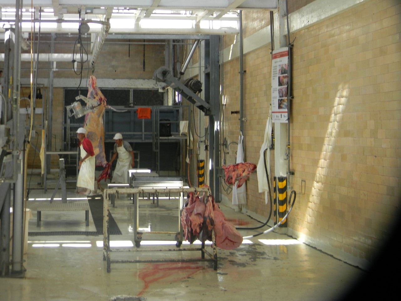 Esperan en el rastro aumente sacrificio de animales para temporada de fin de año