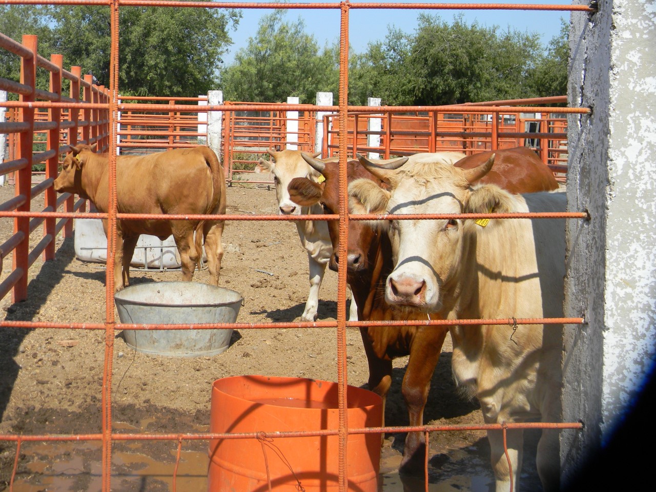 Personal del rastro se capacita mediante campaña