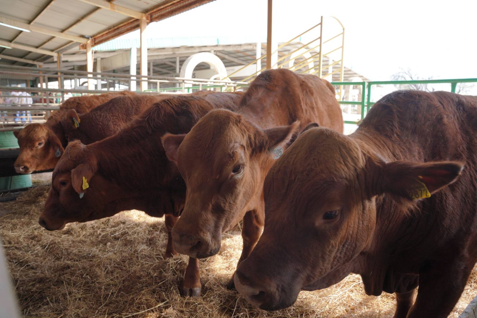 Fortalecen vigilancia sanitaria en apoyo a ganaderos locales