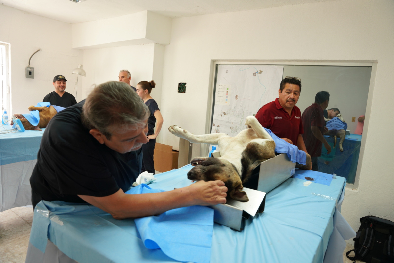 El bienestar animal es preocupación del gobierno municipal