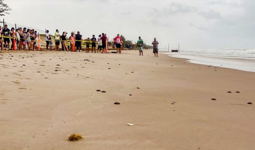 Viven familias la primera liberación pública de tortuga lora en La Pesca