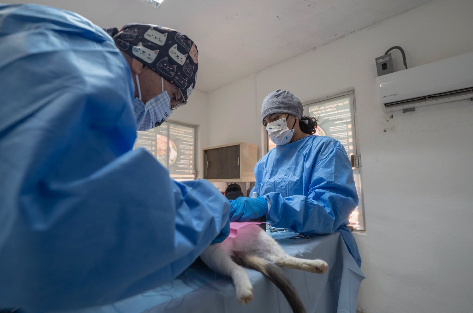 Programa de esterilización animal se fortalece con casi 200 procedimientos mensuales